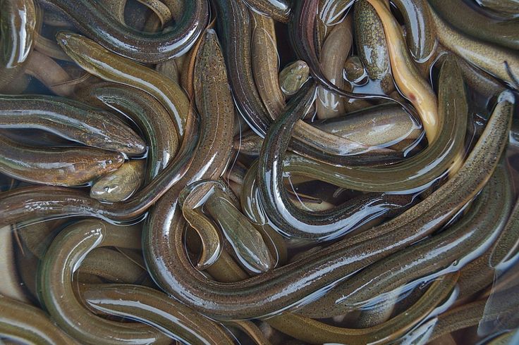 Potensi dan Cara Budidaya Belut