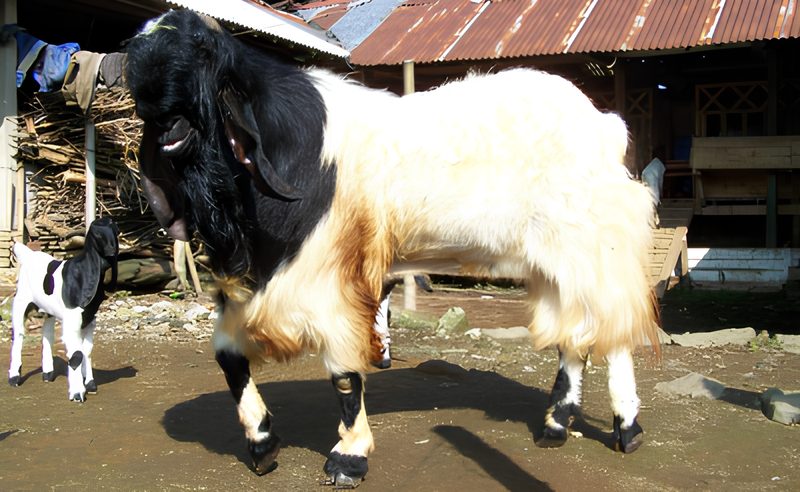 Potensi Ternak Kambing Etawa